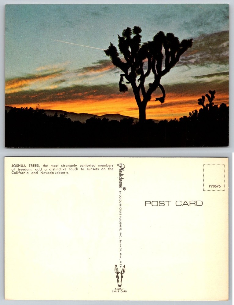 Vintage Joshua Tree Sunset Postcard California Nevada Desert Plastichrome P70676