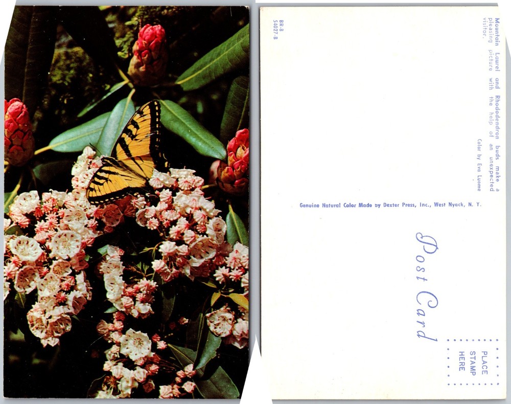 Swallowtail Butterfly Blooms Postcard