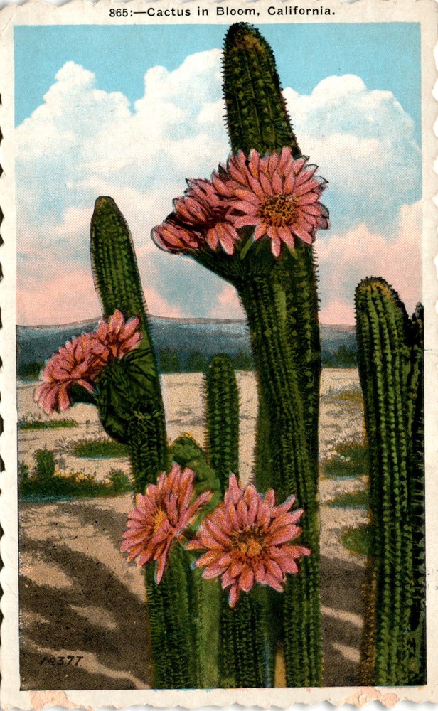 California, Los Angeles, M. Kashower Co. Postcard