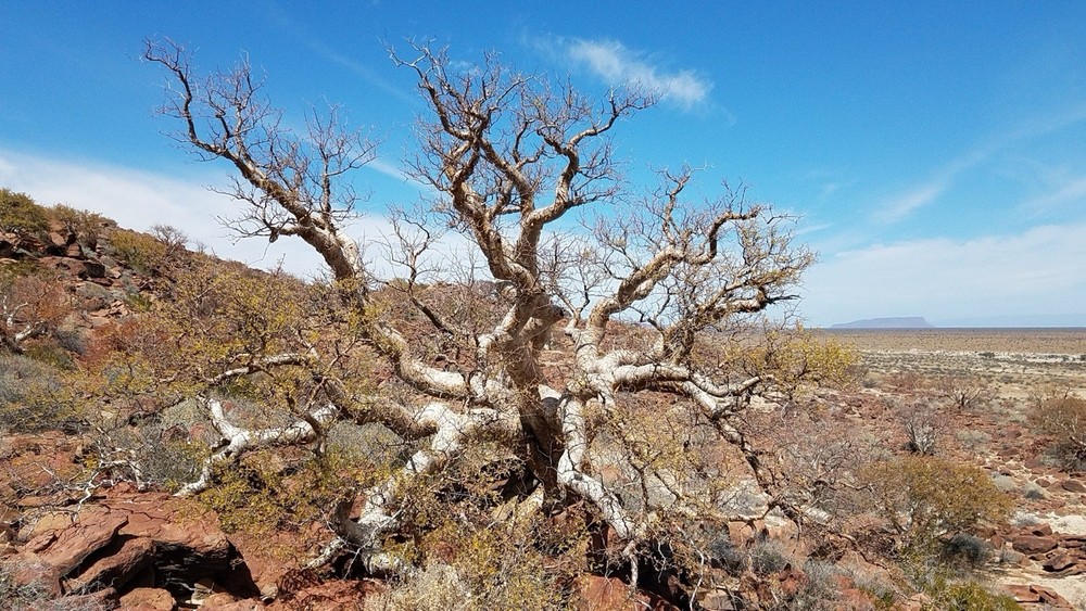 Pachycormus Discolor- Elephant Tree Seeds Pack of 20