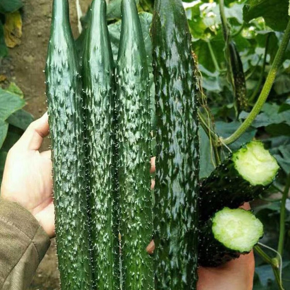 60pcs Suyo Long Cucumber Seeds - Heirloom Non-GMO China Hybrid Variety