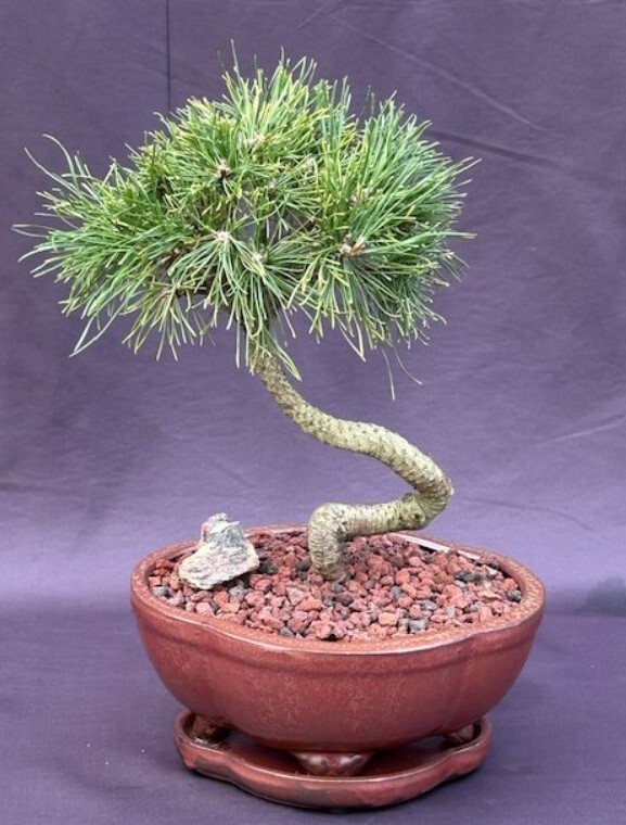 Mugo Pine Bonsai Tree Live Outdoor Evergreen Plant Pinus Mugo Twisty 12'' H