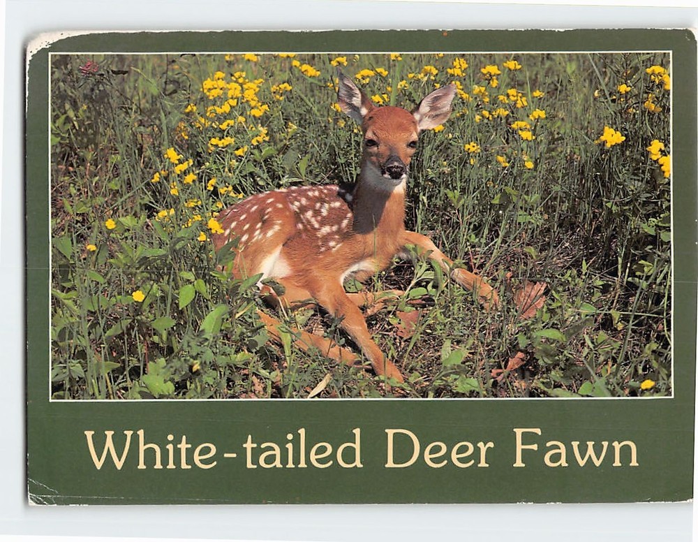 Postcard White-tailed Deer Fawn