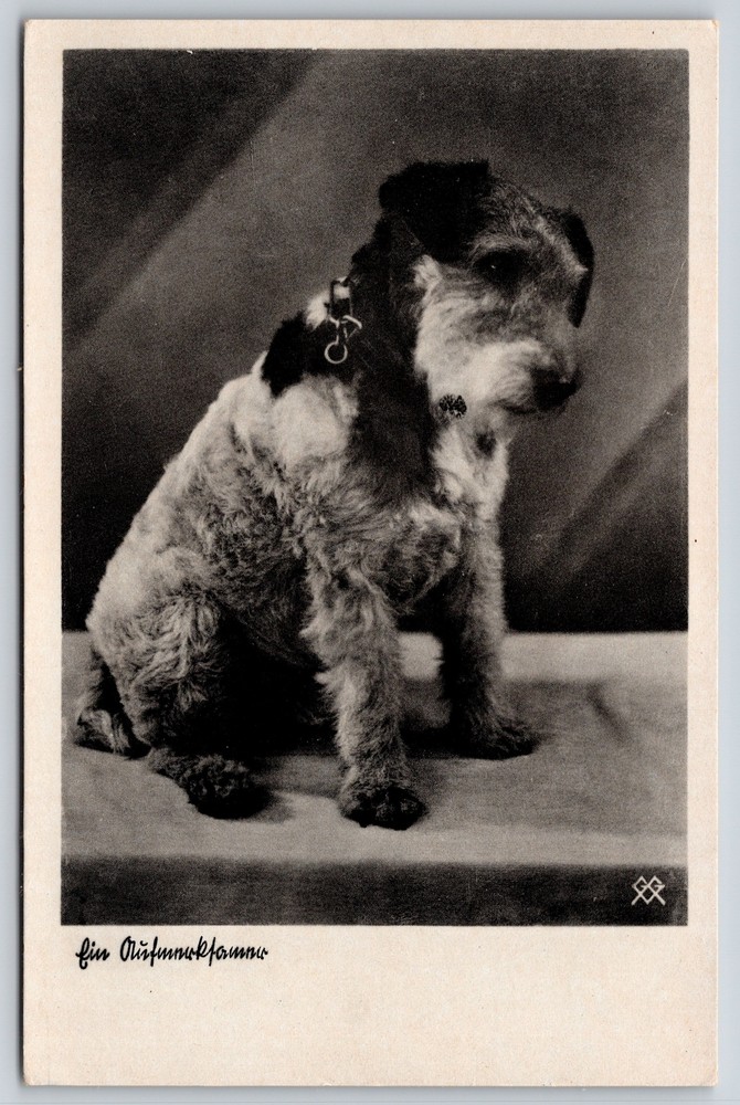 Dogs~Puppy On Table Portrait Vintage RPPC Postcard