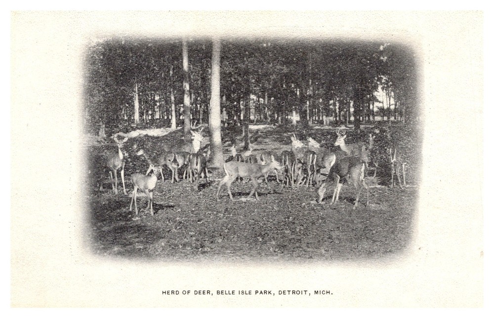 postcard Herd of Deer Belle Isle Park Detroit Michigan B0914