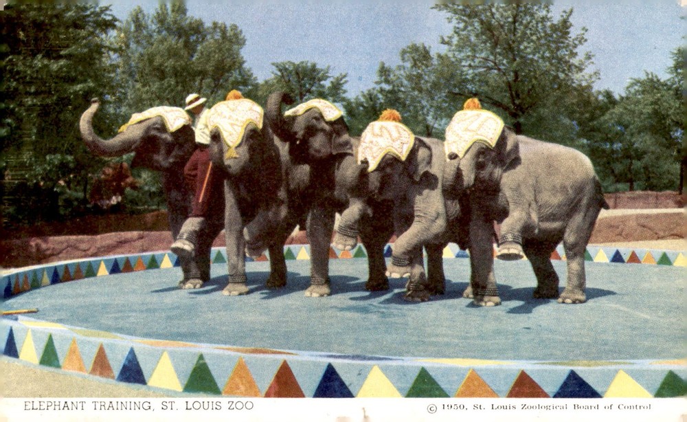 Elephant Training at St. Louis Zoo, 1950 Postcard