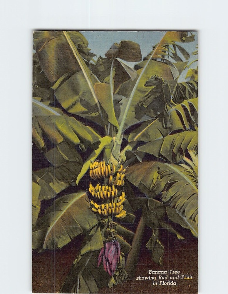 Postcard Banana Tree Showing Bud and Fruit in Florida USA
