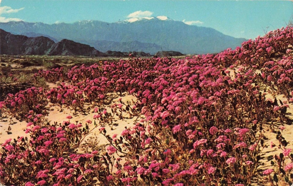 California Desert, Pink Blooming Sand Verbenas, Spring, Vintage Postcard