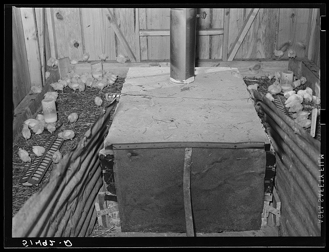 Coffee County Alabama 1939 Chick Brooder Project Family Jones Farm Poultry