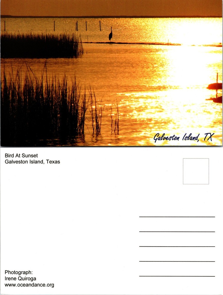 Continental Galveston Island TX Postcard