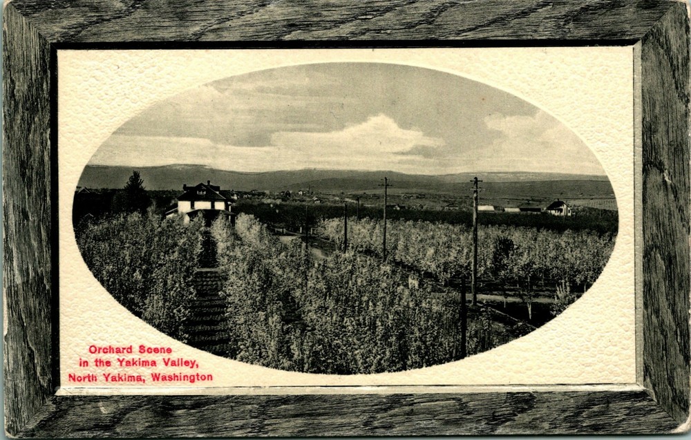 Orchard Scene Faux Wood Frame North Yakima Valley WA Washington 1911 DB Postcard