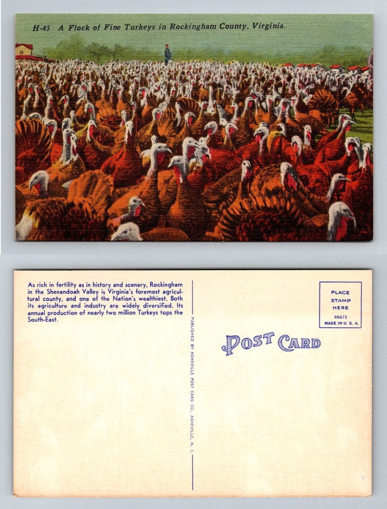 Rockingham County, VA-Virginia, Flock of Turkeys Farm Scene Vintage Postcard