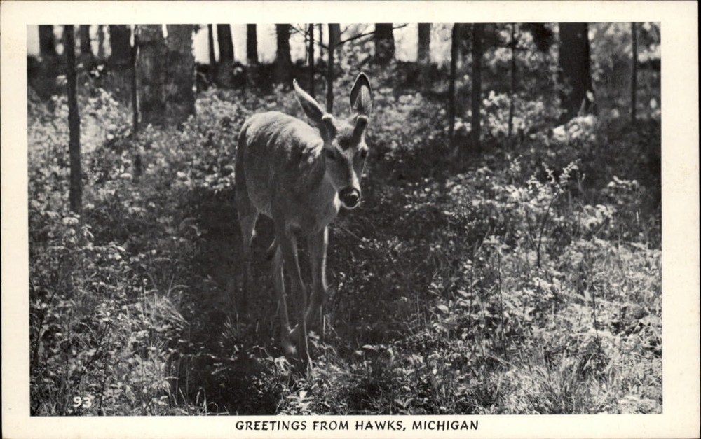 RPPC Michigan Hawks Greetings from deer woods ~ real photo postcard