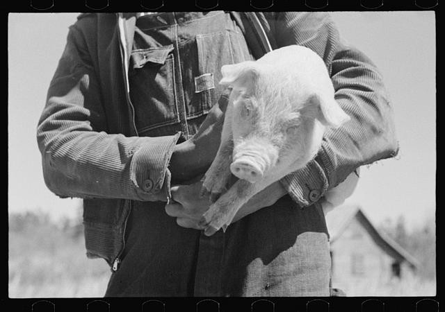 Photo:Farm Security Administration,FSA,United States,Farm Life 1