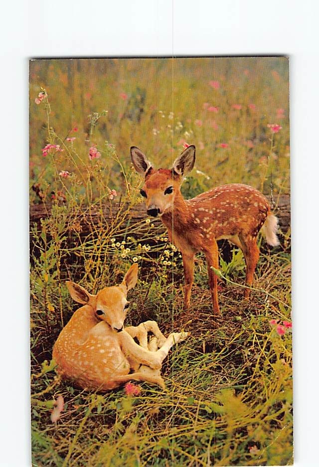 Postcard Fawns Resting in the Woods