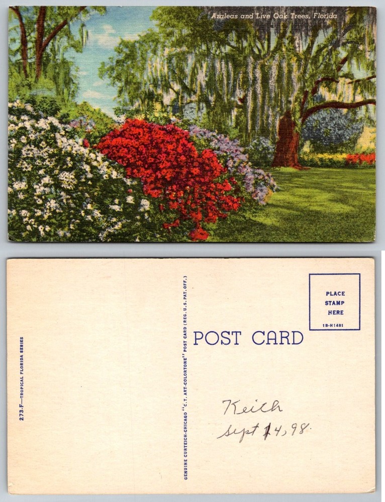 Vintage Florida Azaleas Live Oak Trees Spanish Moss Curteich Linen Postcard