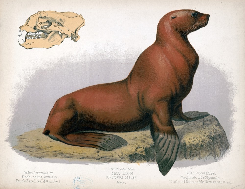 9592.Decoration Poster.Room Wall art.Home decor.Sea Lion Seal.Science.Nature