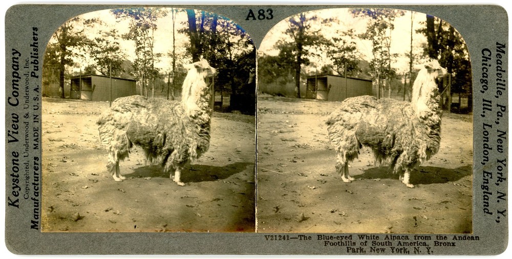 NEW YORK CITY SV - Bronx Park - Alpaca - Keystone 1920s