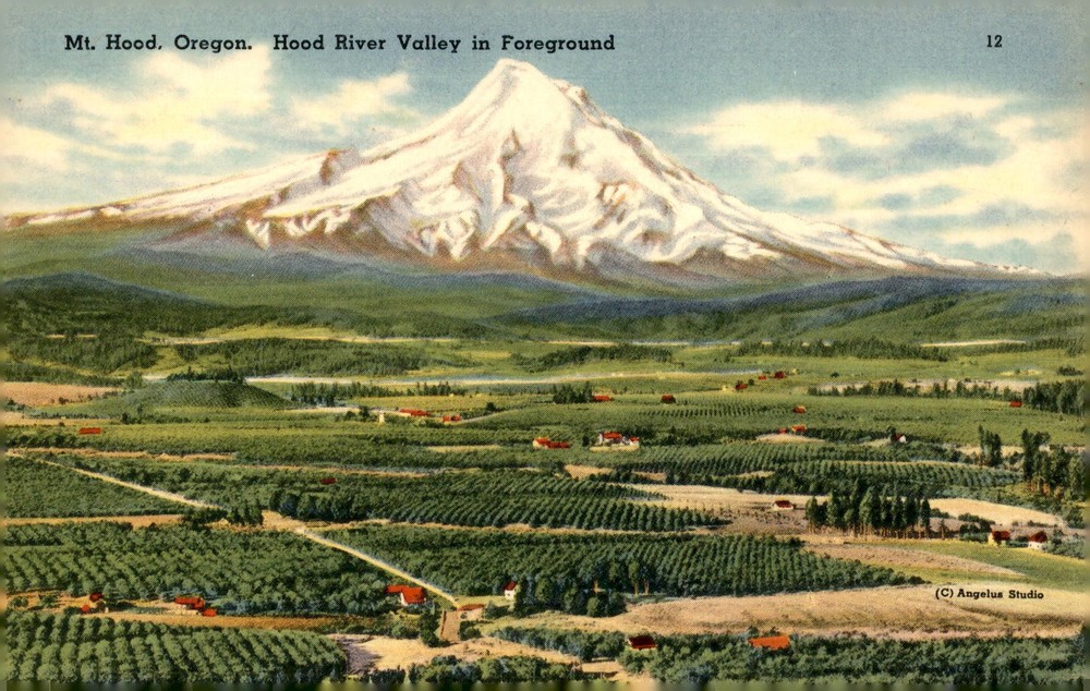 Mt. Hood and Hood River Valley, Oregon Postcard