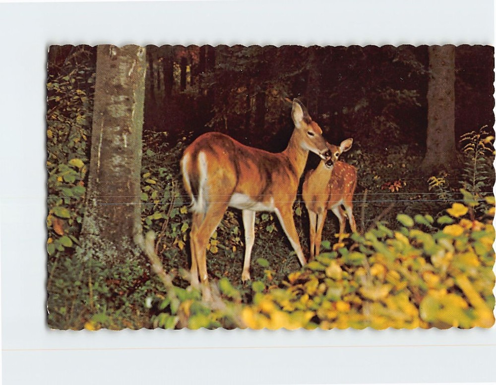 Postcard Deer in the Woods