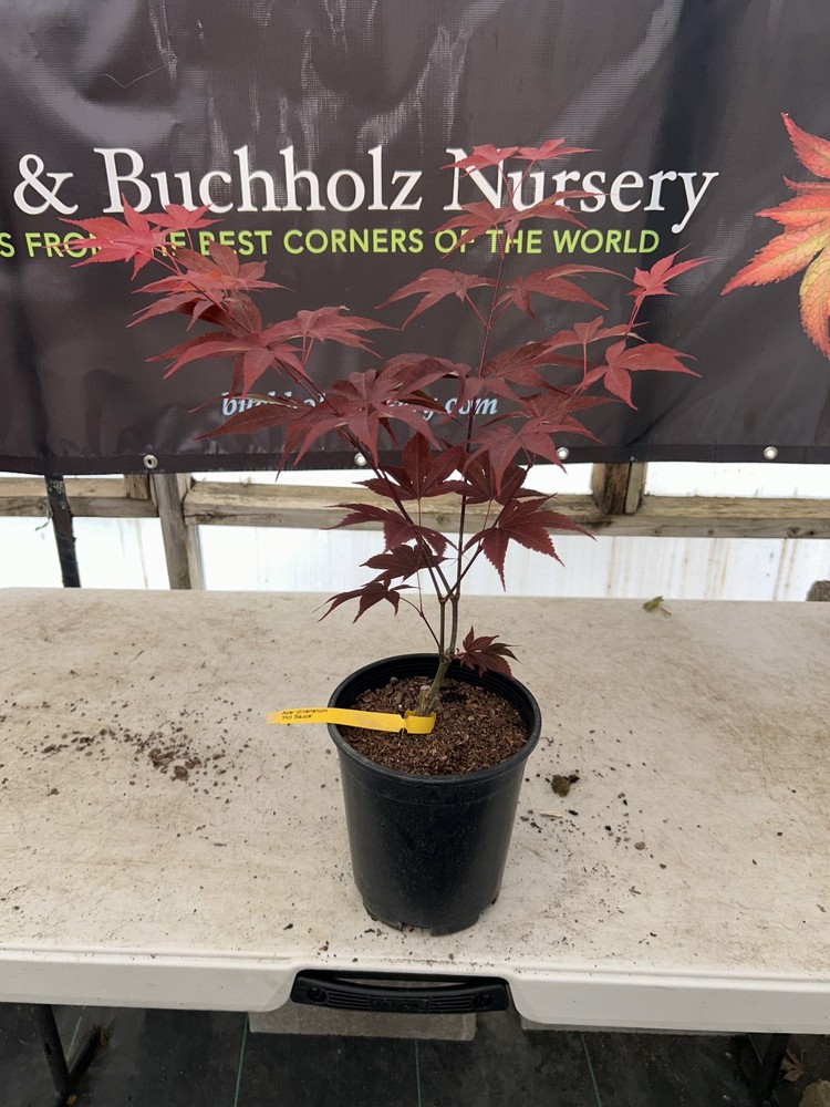 Acer oliverianum 'Hot Sauce' Heat Tolerant Japanese Maple 1 Gallon