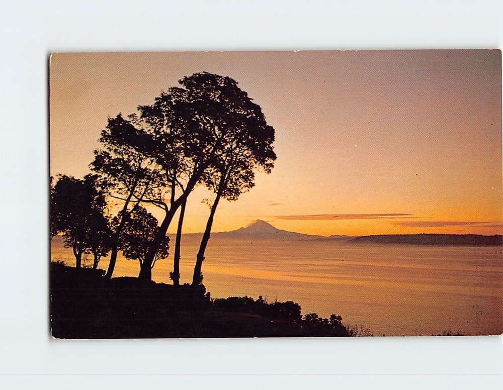 Postcard Mt. Rainier Washington USA