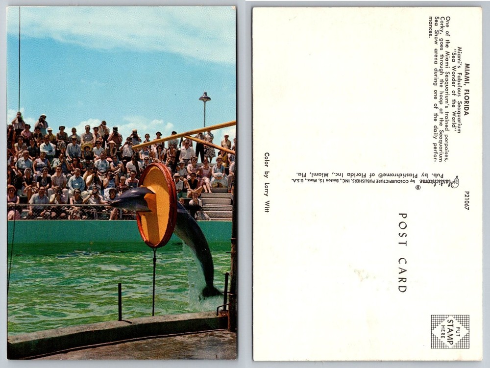 Miami Seaquarium Dolphin Show Postcard Florida Flipper Corky Plastichrome