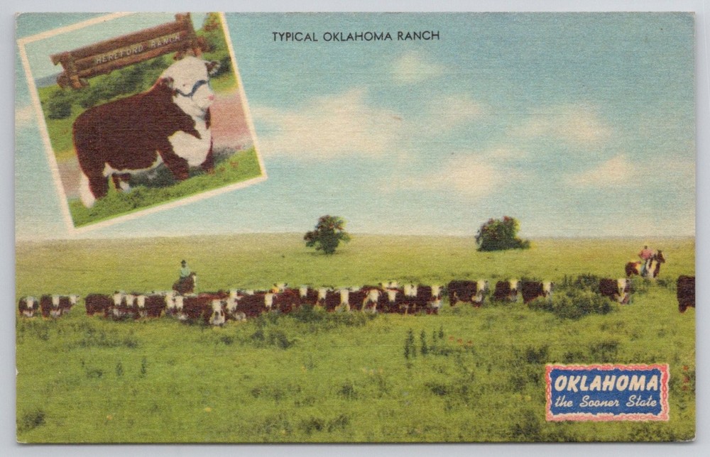 Vintage Linen Postcard: Typical Oklahoma Hereford Ranch Cattle & Cowboy