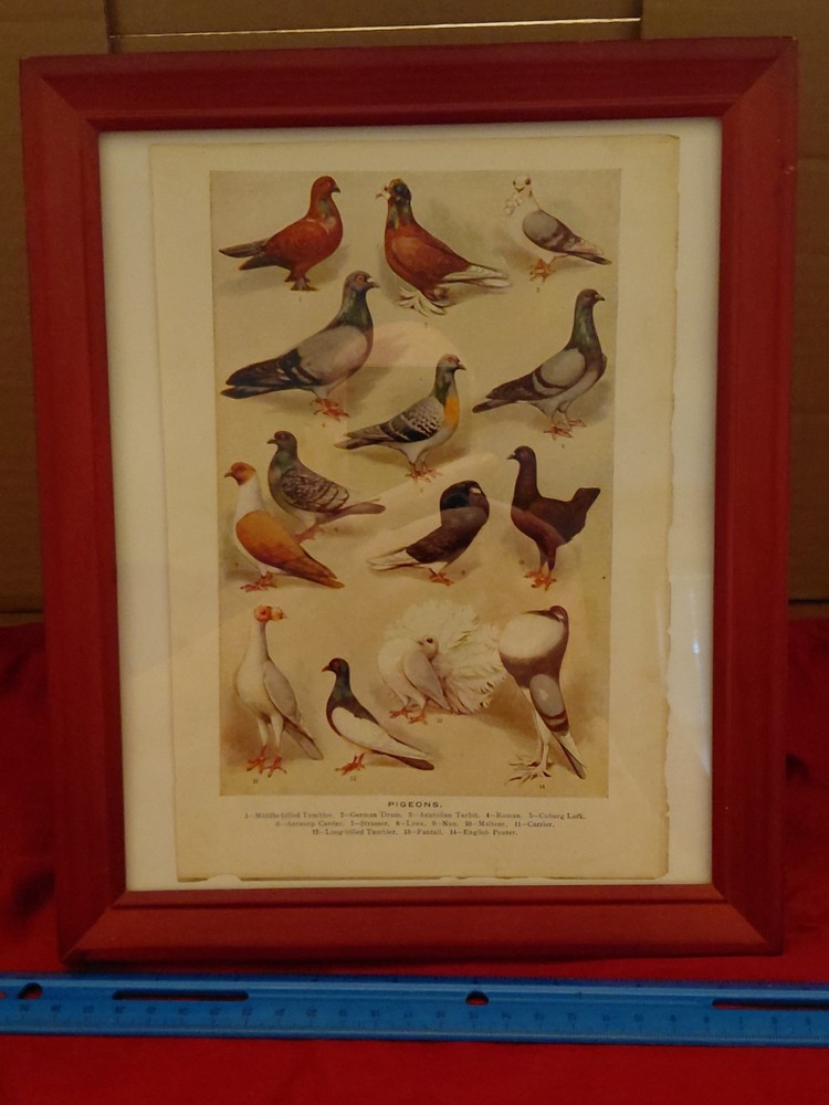 Antique Chromolithograph Pigeons 14 Breeds Fancy Framed Book Plate c1880s Print