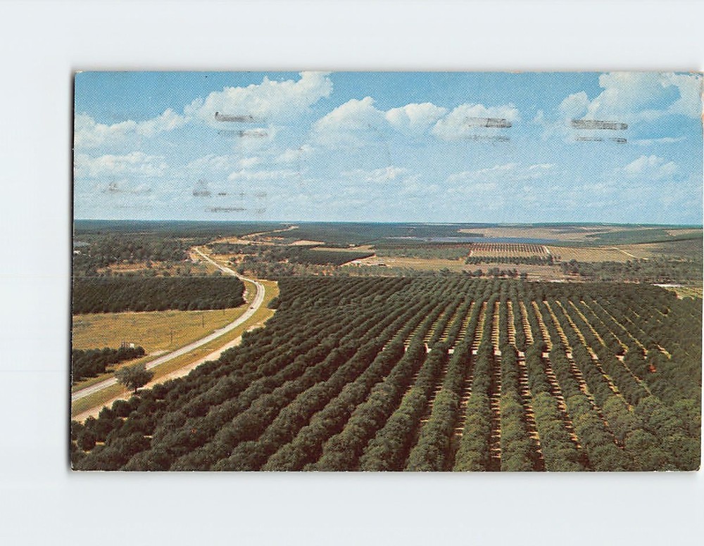 Postcard Aerial View of an Orange Groves Florida USA