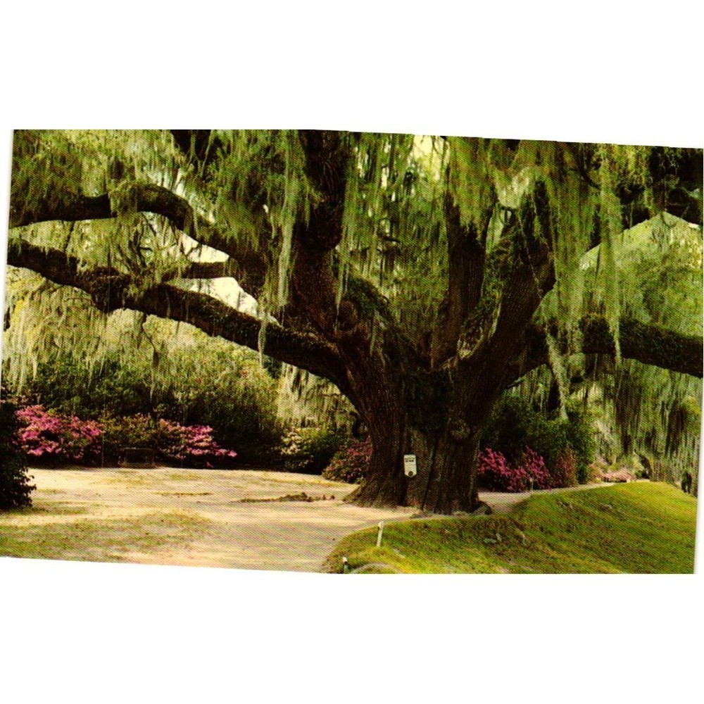Vintage Middleton Oak Postcard Middleton Gardens Charleston SC Spanish Moss Ruth