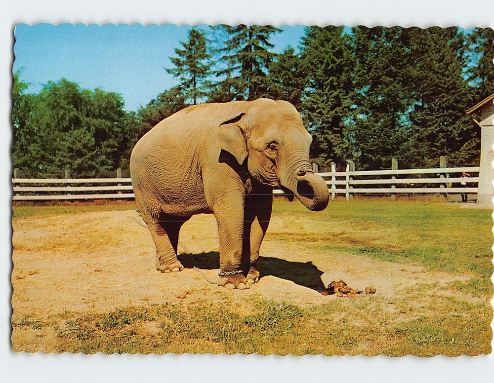 Postcard Indian Elephant Wide Awake Woodland Park Zoo Seattle Washington USA