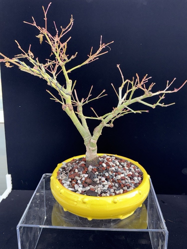Japanese Maple Bonsai (Acer palmatum) – 14 Years Old | Yellow Yixing Pot |-image