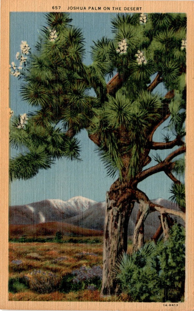 Joshua Palm, Great American Desert, Los Angeles, California, Western Postcard