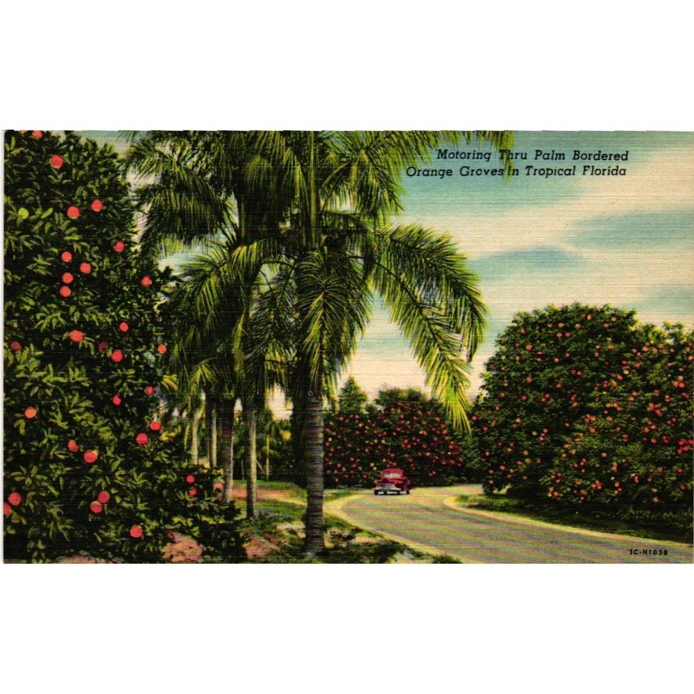 Vintage Florida Orange Groves Linen Postcard Curt Teich Art-Colortone 182-F