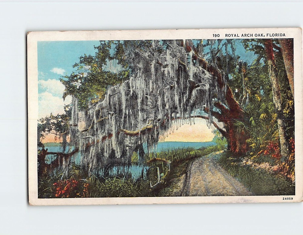 Postcard Royal Arch Oak Florida USA