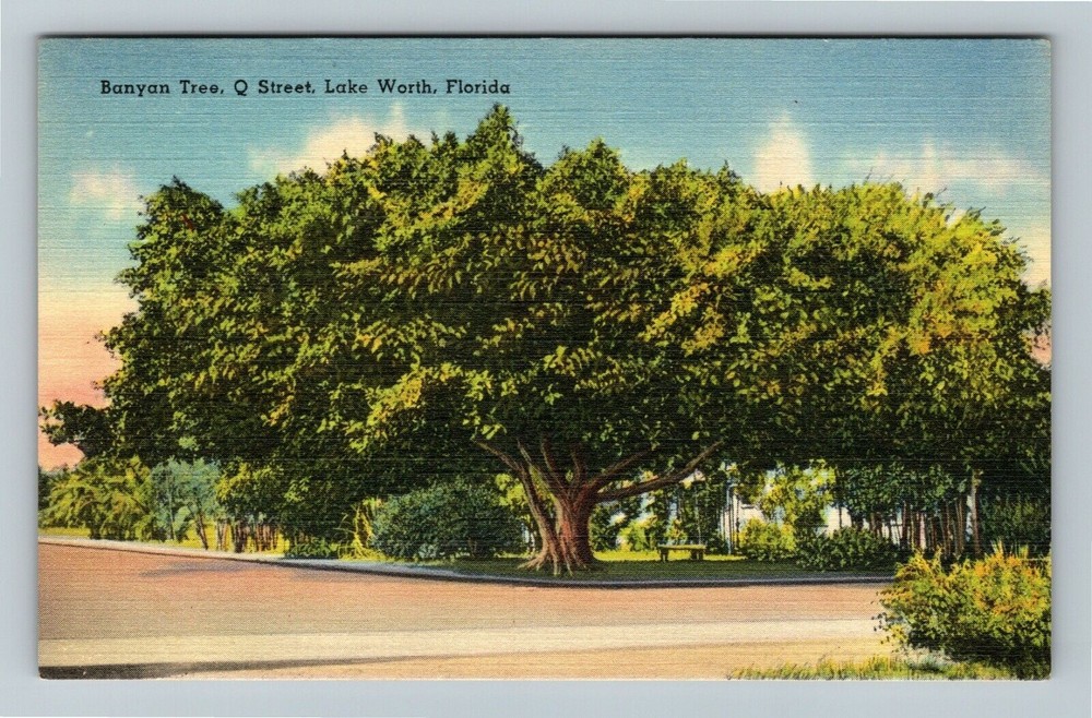 Lake Worth FL-Florida, Banyan Tree, Q Street Vintage Souvenir Postcard