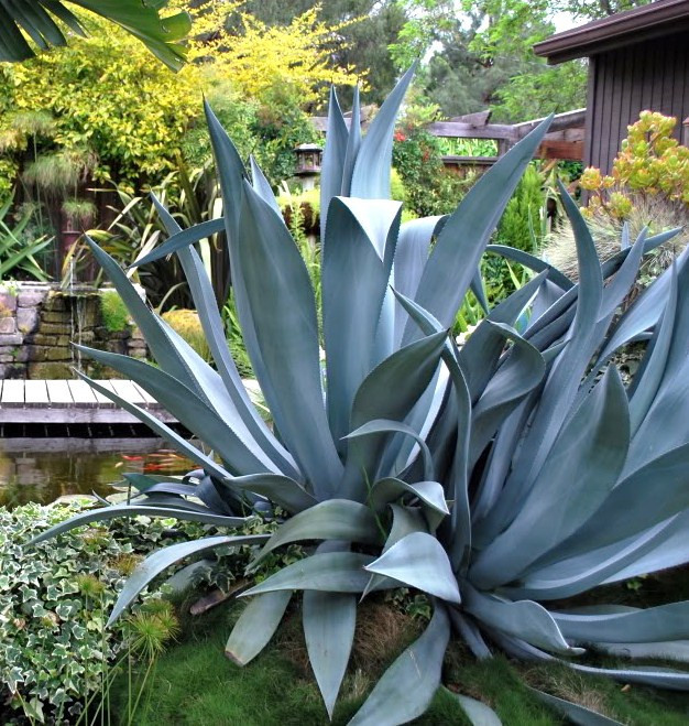 AGAVE SALMIANA, rare succulent pulque century plant exotic garden seed 50 SEEDS