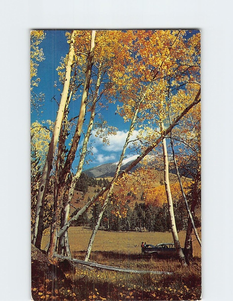 Postcard Aspen Trees Autumn Nature Scene