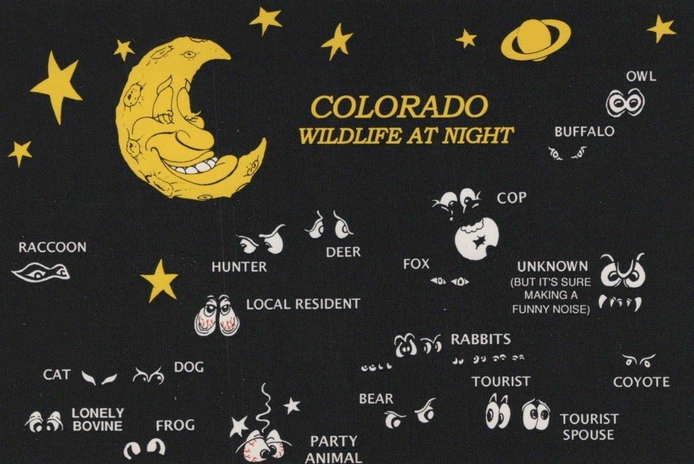 Colorado Wildlife At Night 4x6 Postcard