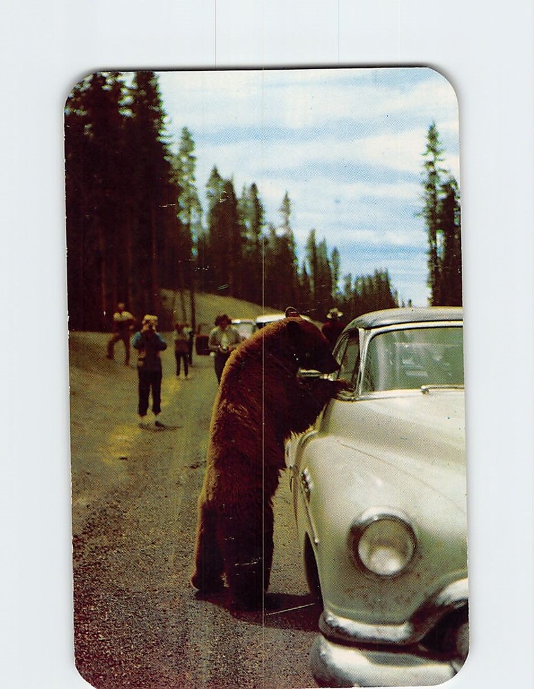 Postcard Hold up Bear at Yellowstone National Park Wyoming USA