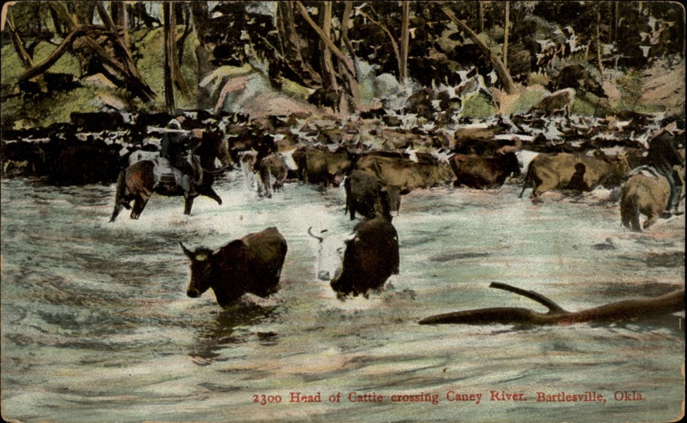 Cattle crossing Caney River Bartlesville Oklahoma vintage postcard t738