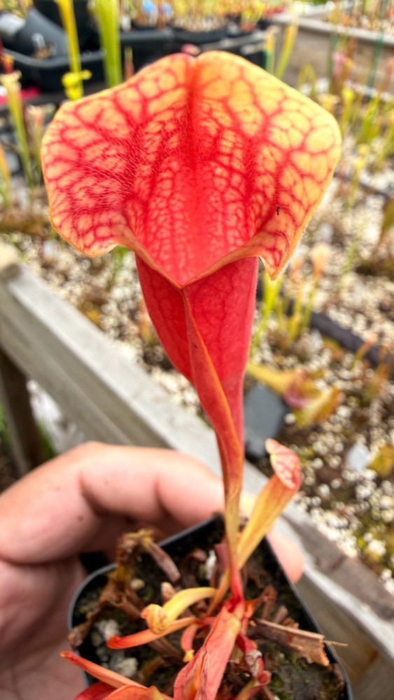 Sarracenia - 🔥🔥Chinook (JA) x Rosea🔥🔥 (Faulisi)