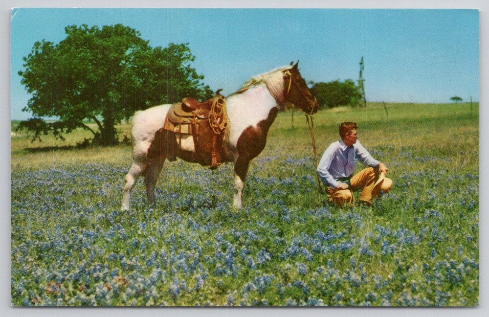 Vintage Texas Cowboy Bluebonnet Field Pinto Horse Mirro-Krome Postcard