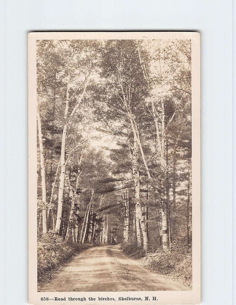 Postcard Road Through the Birches Shelburne New Hampshire USA