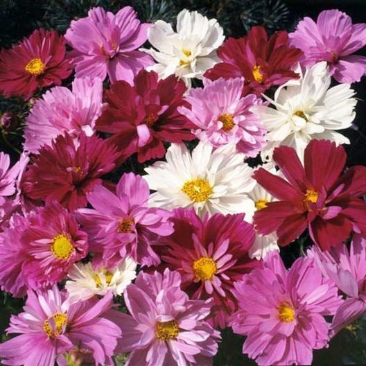Cosmos PSYCHE Mix Beautiful 4” Frilly Double Petals 3-4’ High Non-GMO 200 Seeds.