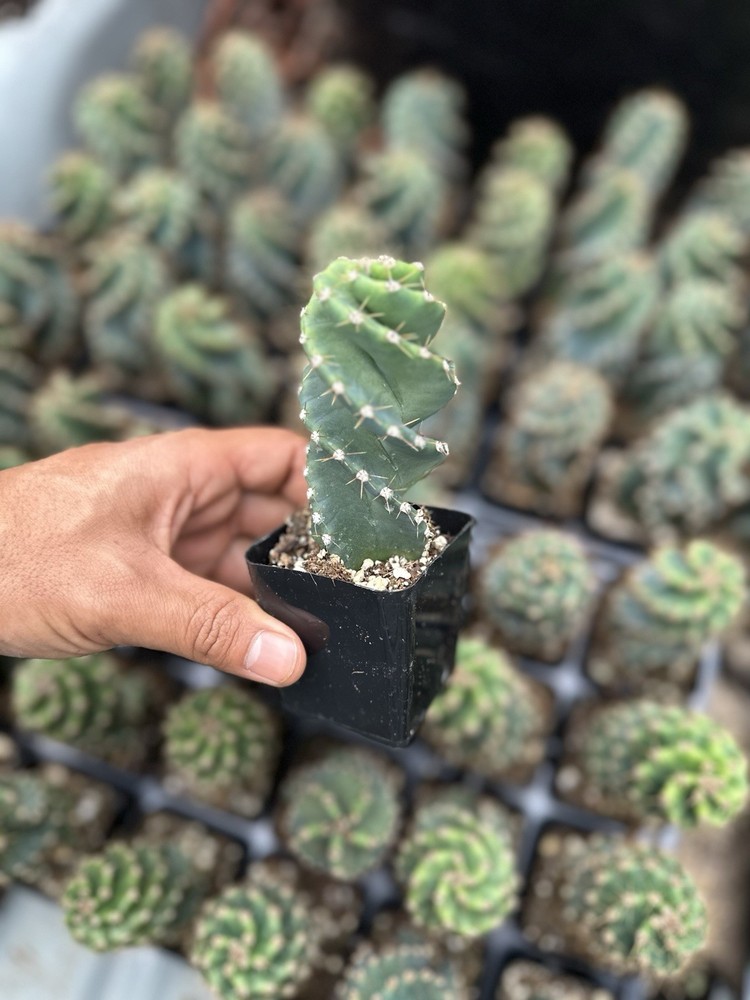 Spiral Cactus, Tornado Cactus, Cereus Forbesii Spiralis Twisted Cactus 2.5” pot