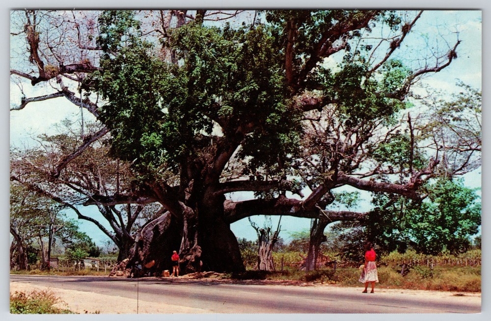 Jamaica West Indies Spanish Town Tom Cringle Cotton Tree Chrome Postcard