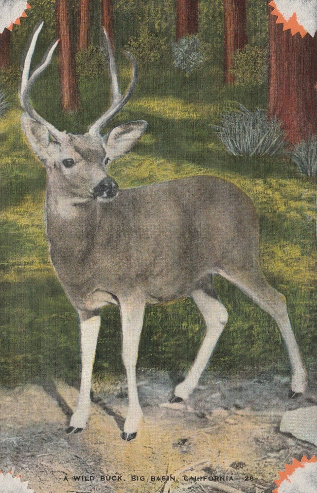 Big Basin CA-California, A Wild Buck, Antique Vintage  Souvenir Postcard