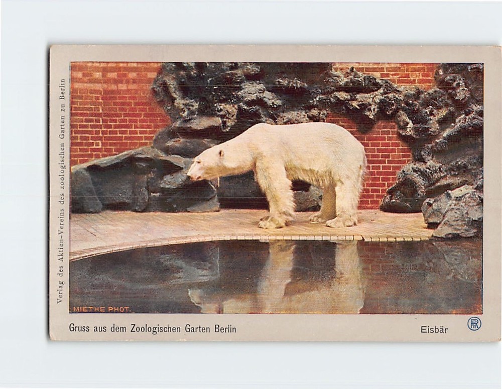 Postcard Polar Bear Greetings from the Berlin Zoological Garden Germany